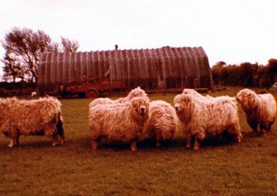 Derek Wotton's greyface sheep - the hut in the background from Prawle Point Radar Station