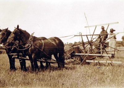 Horses pulling binder during harvest