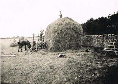 Building hay rick at South Allington with pony and dog