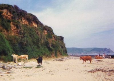 Cattle on Horsley Beach