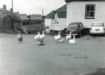 Top of Provi Hill and geese by the Methodist chapel, 1961
