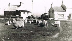 East Prawle village Green with sheep grazing. Postcard, Kittiwake and Windfall at the back, and the shop on the right.
