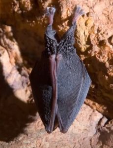 Hibernating bat